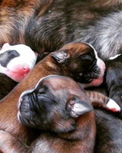 Red Males, day 3