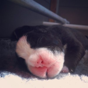 Brindle female 1, day 3RESERVED