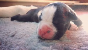 Brindle female 2, day 3NOT AVAILABLE