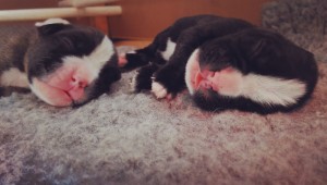 Males: Red 2 & Brindle