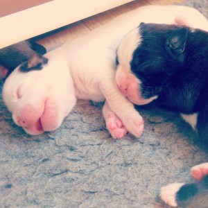 Females: white 1 & brindle 1