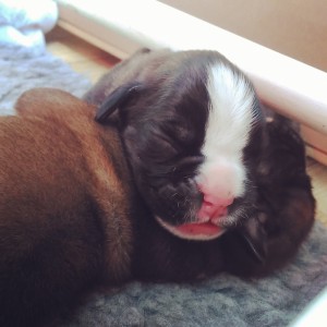 Brindle male, day 3