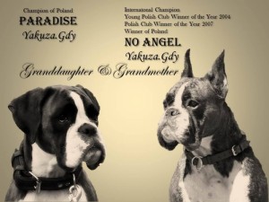 Paradise & no angel yakuza