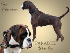 Paradise Yakuza-Gdy     