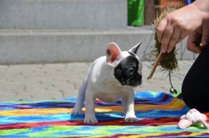 ZOOLA Amazing Team 10 weeks old 2