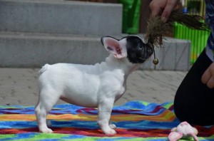 ZOOLA Amazing Team 10 weeks old 3