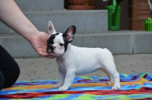 ZOOLA Amazing Team 10 weeks old 4