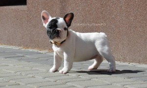 ZOOLA Amazing Team 6 weeks old