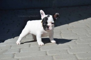 ZOOLA Amazing Team 6 weeks old 2