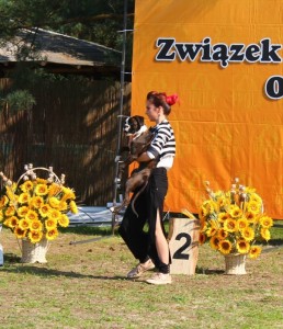 Euphoria BEST MINOR PUPPY on Centraleuropean Boxer Show, Poland 2017