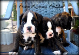 brindle guys