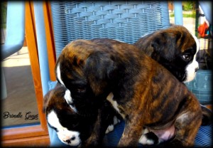 brindle guys