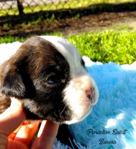 Brindle female 1 