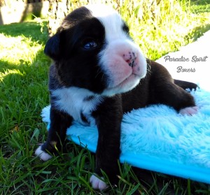 Brindle female 1 