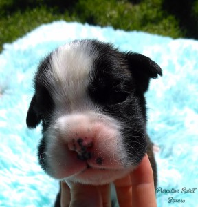 Brindle female 1 