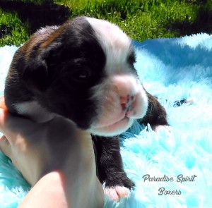 Brindle female 1 
