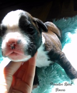 Brindle female 2