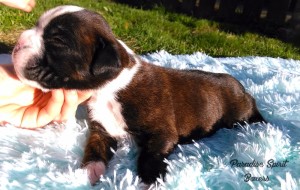 Brindle female 2