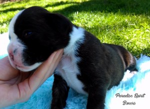Brindle female 2