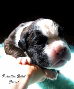 Brindle female 2