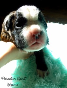 Brindle female 2