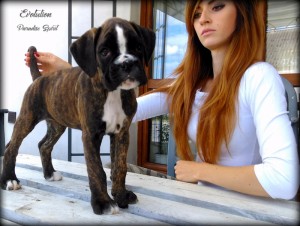 ivo(3)